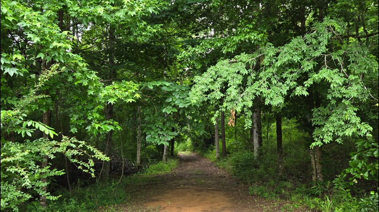 A natural surface trail shaded by trees at Paul Grist State Park, Alabama