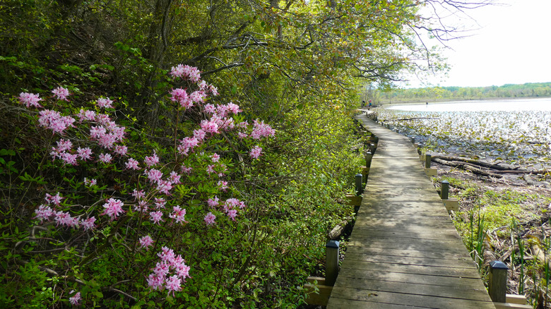 Boardwalk at Jug Bay Wetlands Sanctuary in Lothian, Maryland