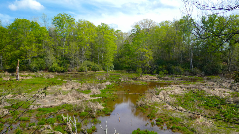 Beaver Dam at Jug Bay Wetlands Sanctuary in Lothian, Maryland