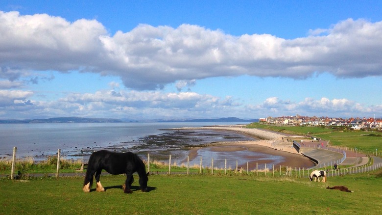 Horses in a green field with the village of Heysham, England, and the sea in the background
