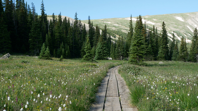 Pine trees and wildflowers on the walk between Long Lake and Lake Isabelle