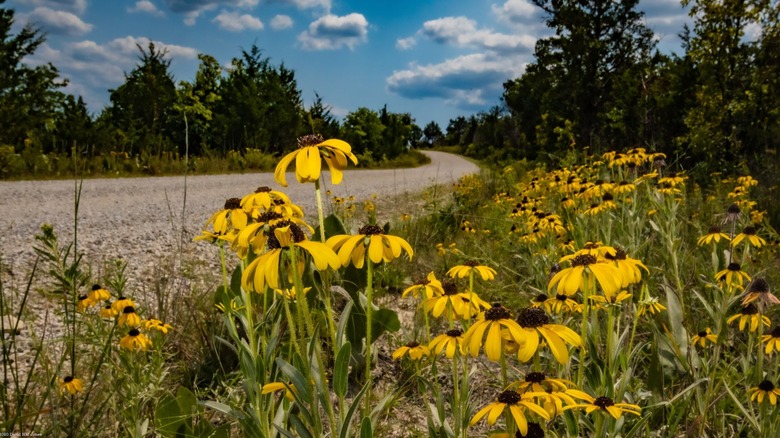 Yellow wildflowers along curved dirt road Glade Top Trail