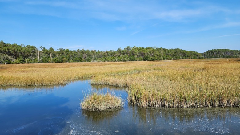 A green marsh in Meggett County Park with tree line and blue sky in the distance