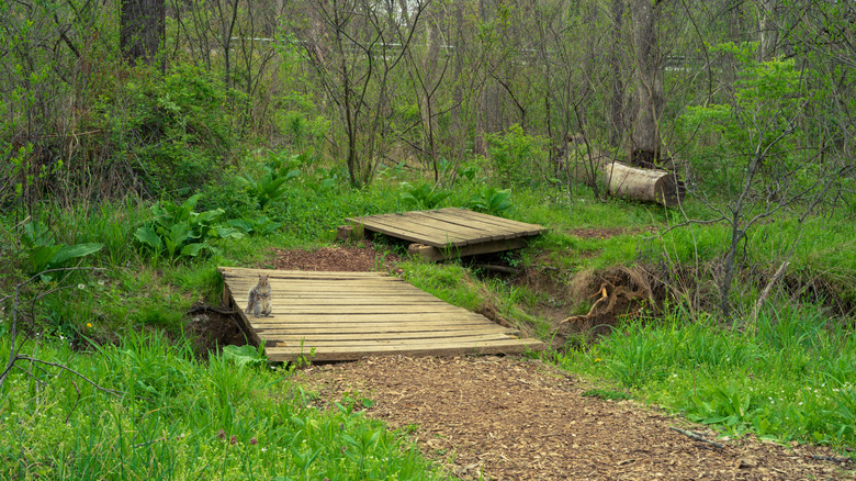 A squirrel on a wooden bridge on a nature trail over a stream surrounded by lush greenery in Purcellville, Virginia