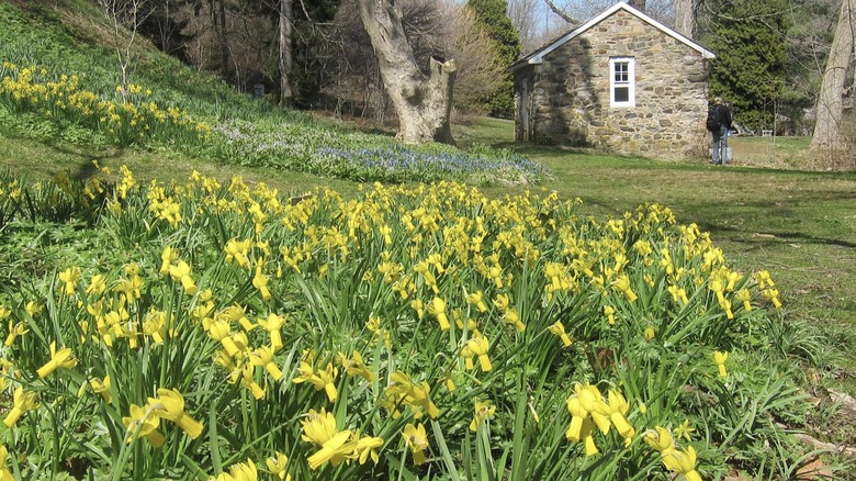 Daffodils blooming in front of stone barn at Tyler Arboretum.