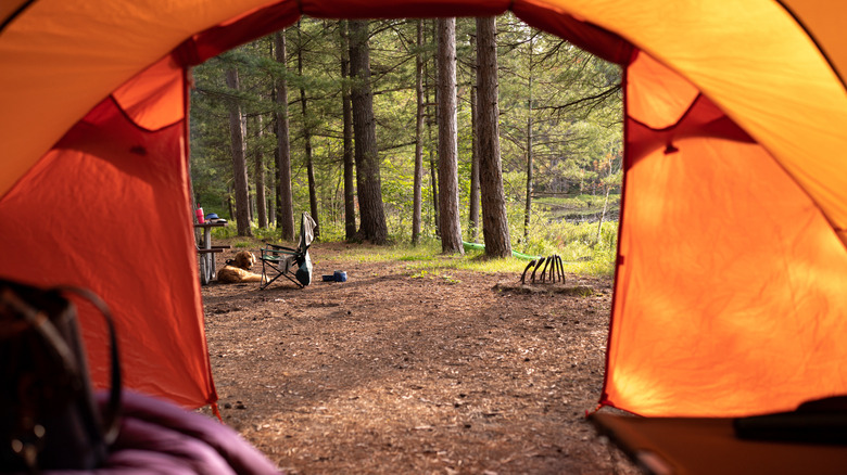 a camp set up in a thick forested setting