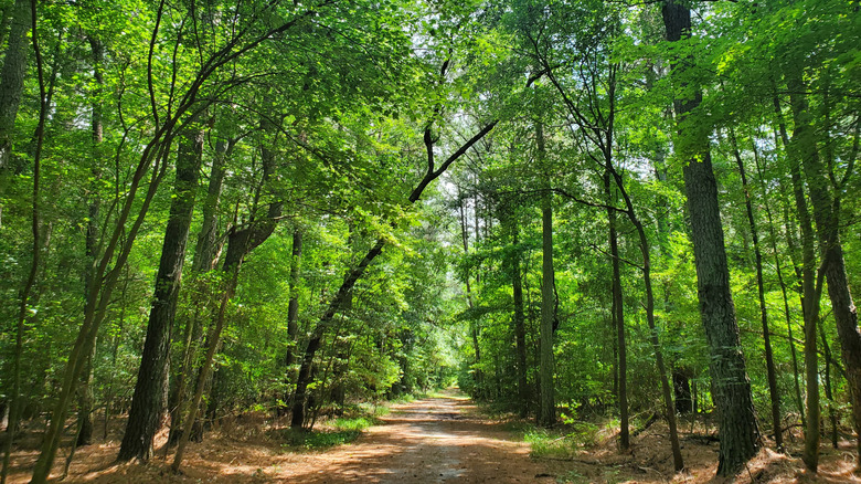 a scenic path shaded by towering trees at Trap Pond State Park in Delaware