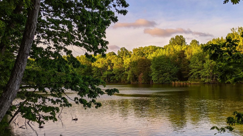 Clouds reflect in a pond surrounded by trees at Beverly Triton Nature Park.