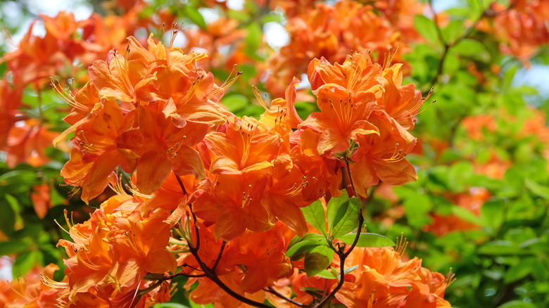 Flame azaleas in bloom