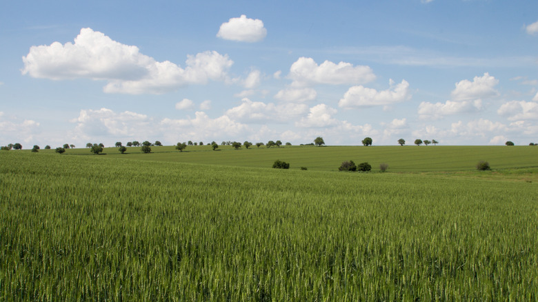 A sunny day at Midewin National Tallgrass Prairie.