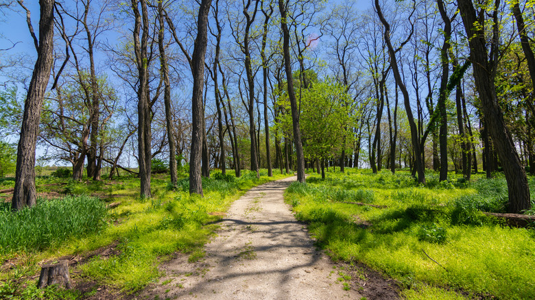 A wooded path at Midewin National Tallgrass Prairie.