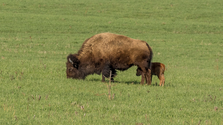 Bison grazing at Midewin National Tallgrass Prairie.
