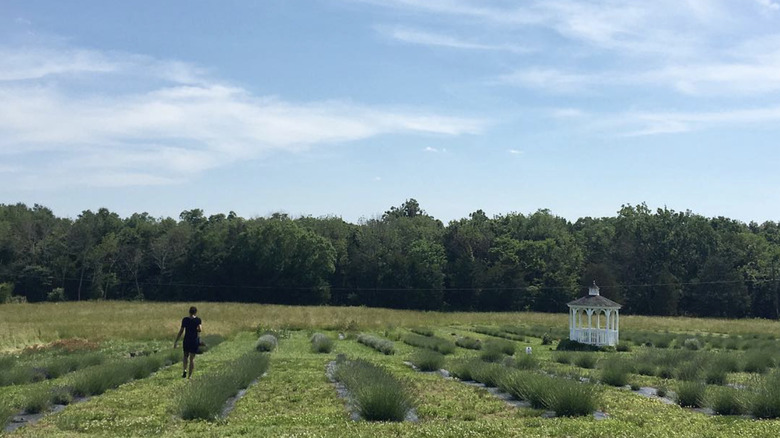 A field of lavender with bright sunlight falling on the flowers