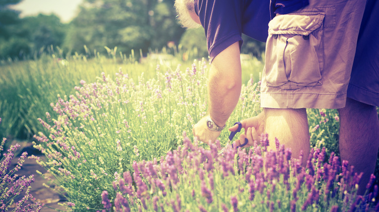 Person cutting lavender stalks from plants with a filter over the image