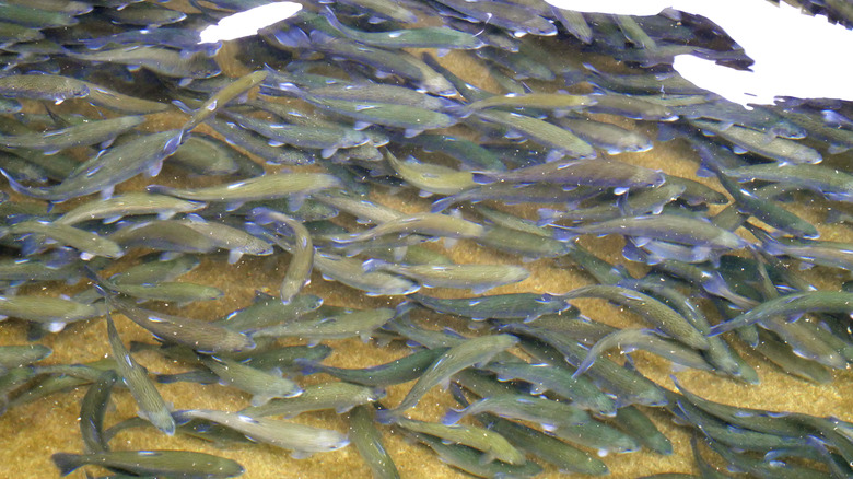 Group of trout at a fish hatchery