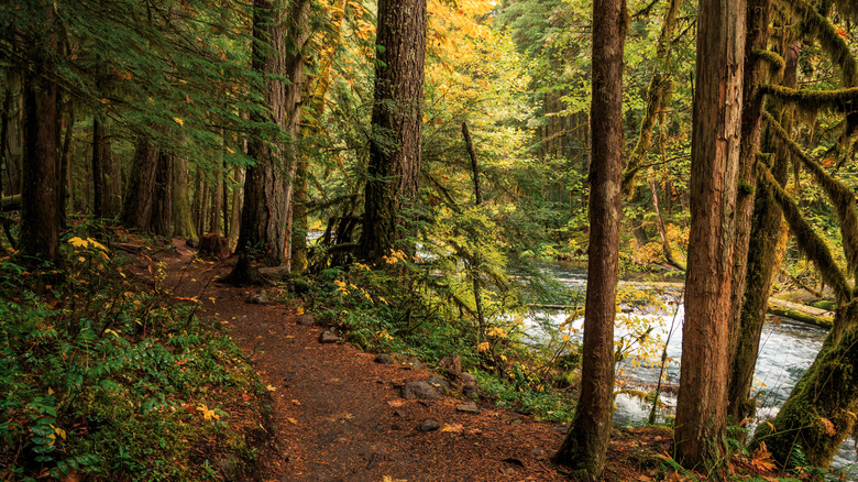A forest trail in Oregon