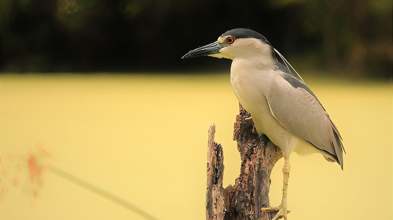 Night heron perched on a tree at the Harris Neck National Wildlife Refuge