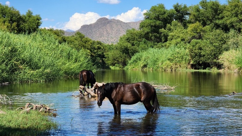 Wild horses in the Verde River at the Needle Rock Day Use Area in Tonto National Forest, Arizona.