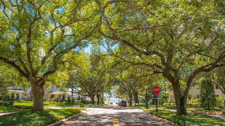 a tree lined street in Hyde Park neighborhood of Tampa