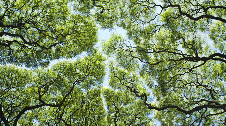 looking up through the branches of a mesmerizing tree canopy