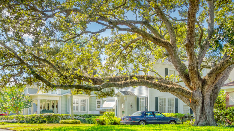 a large oak tree frames a picturesque suburban home in Hyde Park, Tampa Florida
