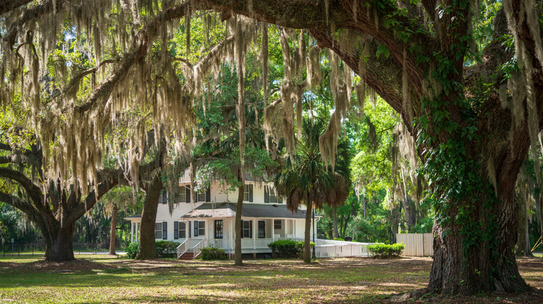 a large oak tree in the foreground of the Penn Center, in St. Helena, South Carolina