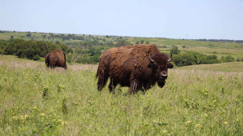 Bison at Joseph H. Williams Tallgrass Prairie Preserve