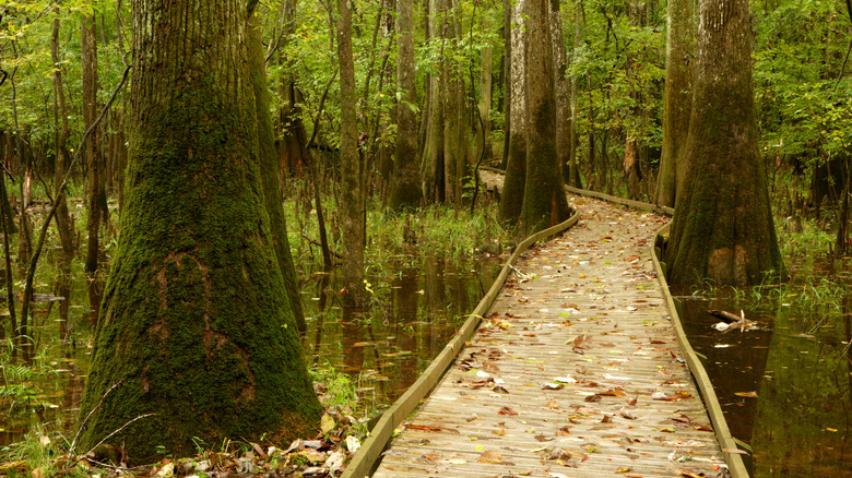 A boardwalk trail leads through the Congaree National Park