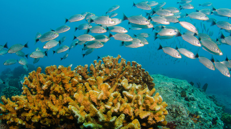 Fish swimming in reef at Cabo Pulmo National Park