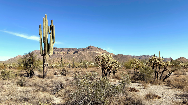 The Usery Mountains rise from the desert floor of Usery Mountain Regional Park in Mesa, Arizona