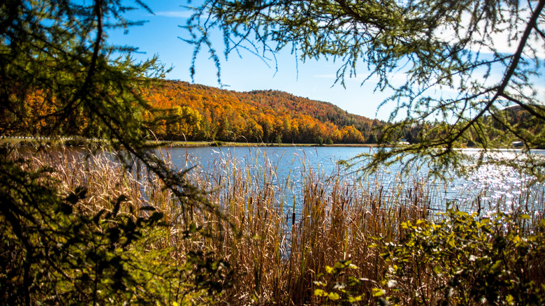 View of Clarks pond surrounded by a forest in Glover, Vermont
