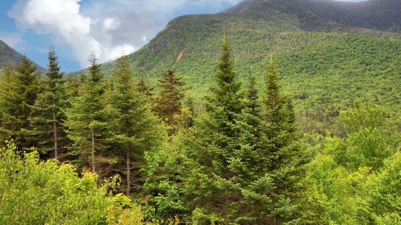 Tree-covered mountainside in New Hampshire