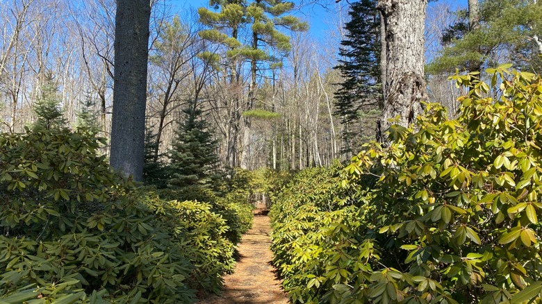 Rhodendrons line an outdoor pathway in New Hampshire