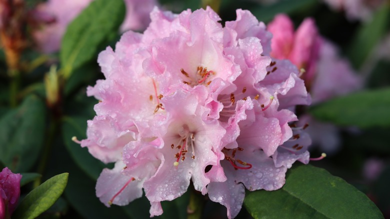 A close-up look at a rhodendron flower in full bloom