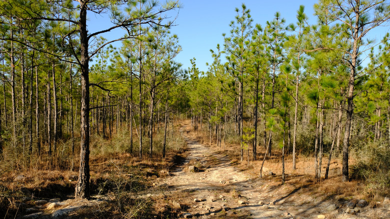 Backbone Trail, Kisatchie National Forest, Louisiana