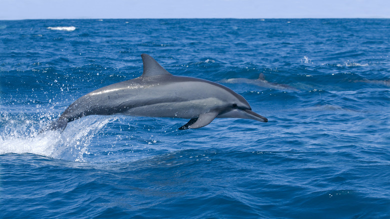 Wild spinner dolphin jumping out of the ocean