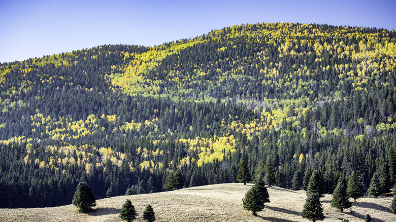 Autumn colors at Valles Caldera in New Mexico