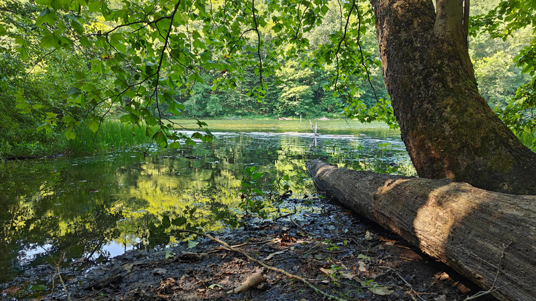 Hoosier National Forest Celina Lake