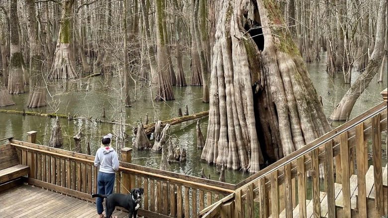 A person walking a black dog admires an ancient bald cypress from the boardwalk at Sky Lake, in Mississippi.