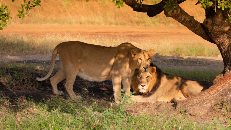 Asiatic Lions at Gir National Park 