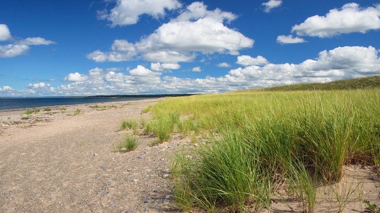 A view of the grass and sand at Pomquet Beach Provincial Park near Antigonish, NS