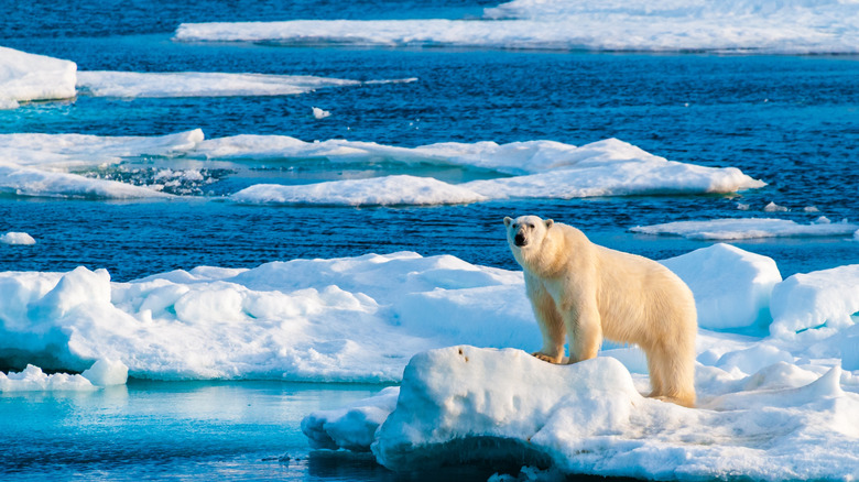 A polar bear stands on an iceberg in Svalbard