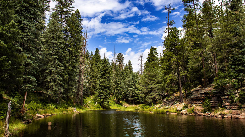 A dark lake surrounded by evergreens and topped with a bright blue sky in Mogollon Rim, Arizona.