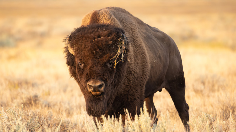 Bison in grasslands