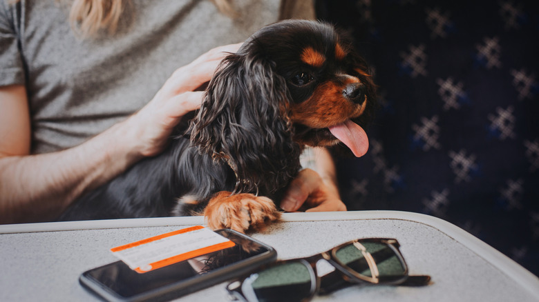 Dog sitting in their owners lap on a train with sunglasses, a train ticket, and a phone on the table in front of them