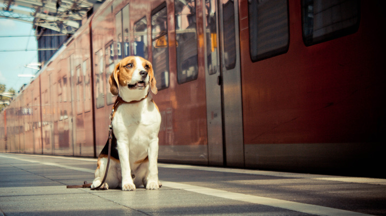 Dog sitting beside a still train at a train station with red train in background