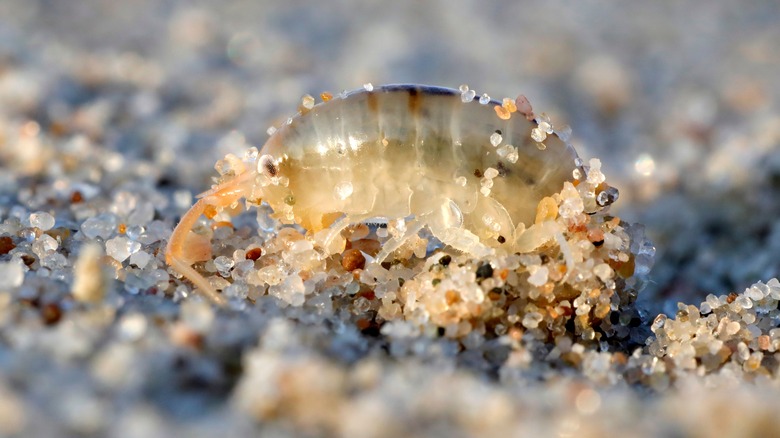 Sand flea 