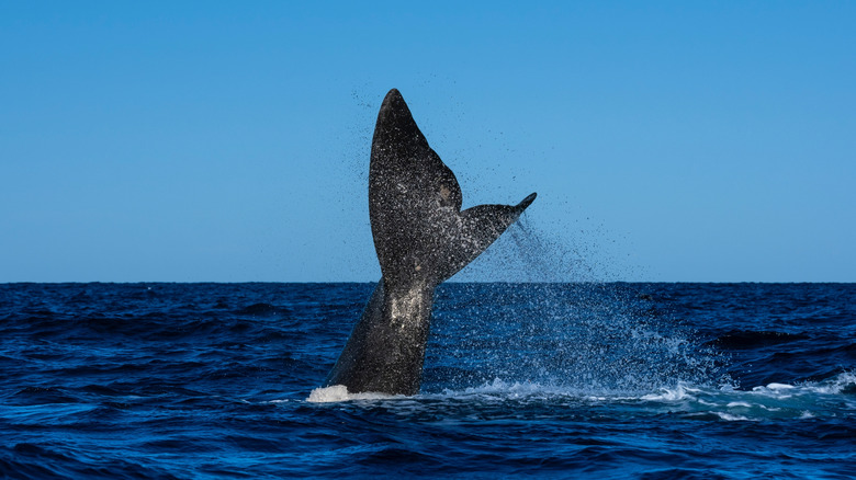 Southern Right Whale in Peninsula Valdes