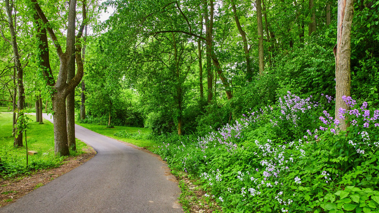 A shaded, paved trail lined with lush trees and foliage in Ariel-Foundation Park in Mount Vernon, Ohio