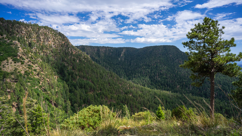 Mogollon Rim from Horton Creek Trail in Tonto National Forest